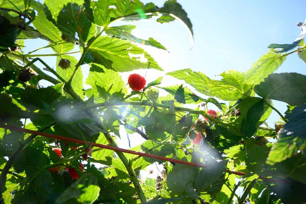 The FTS Almanac – August 